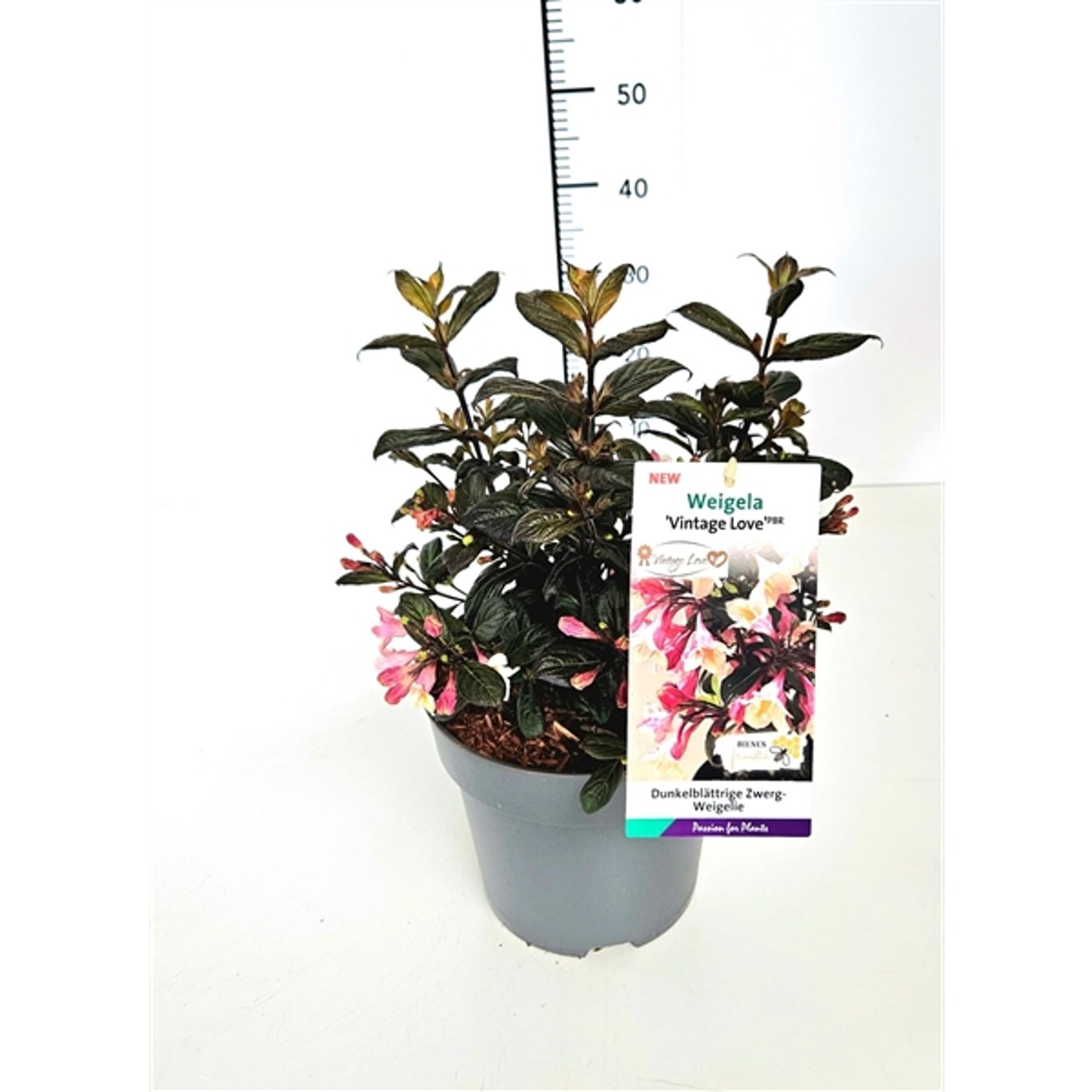 Praktweigela – Weigela 'Vintage Love' - C5 30-40 CM